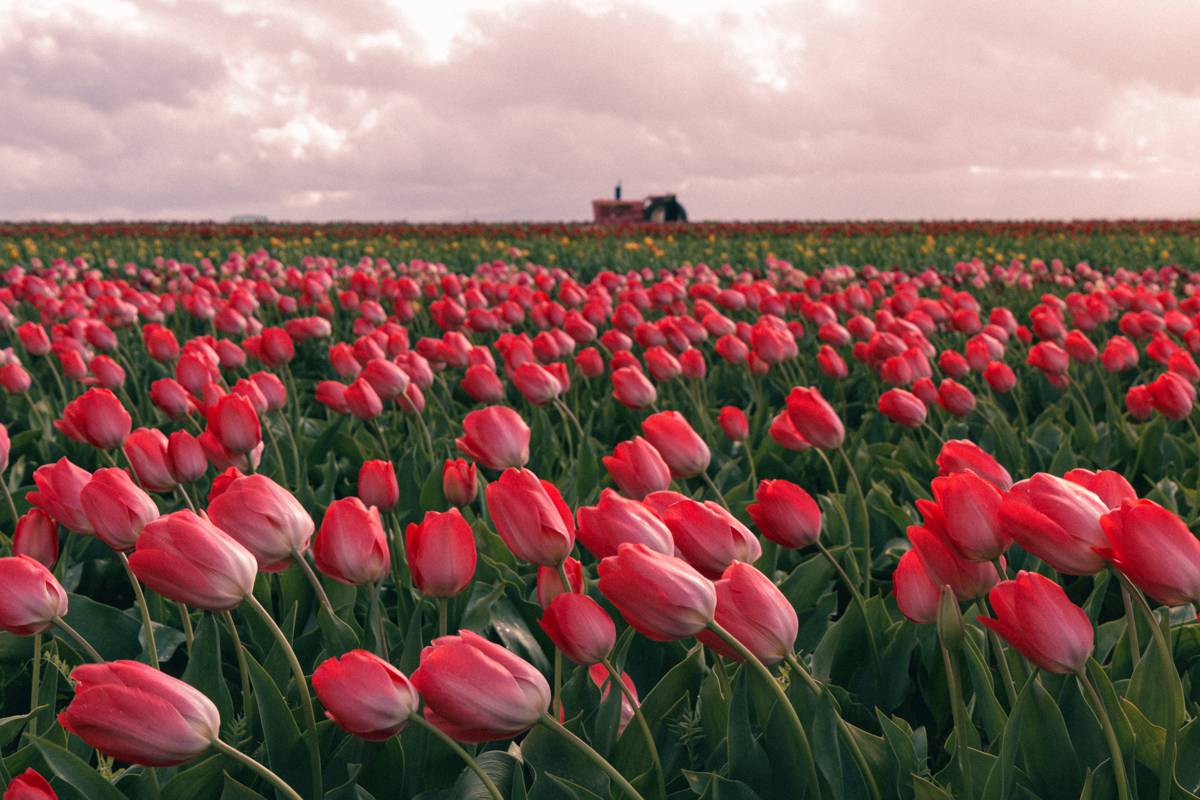 Tulip Garden Kashmir