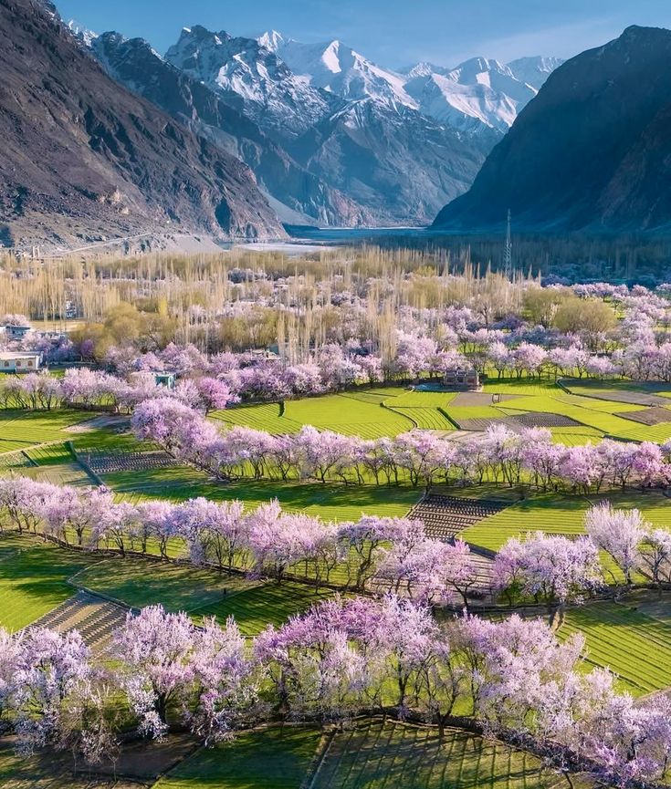Kashmir Tulip Garden